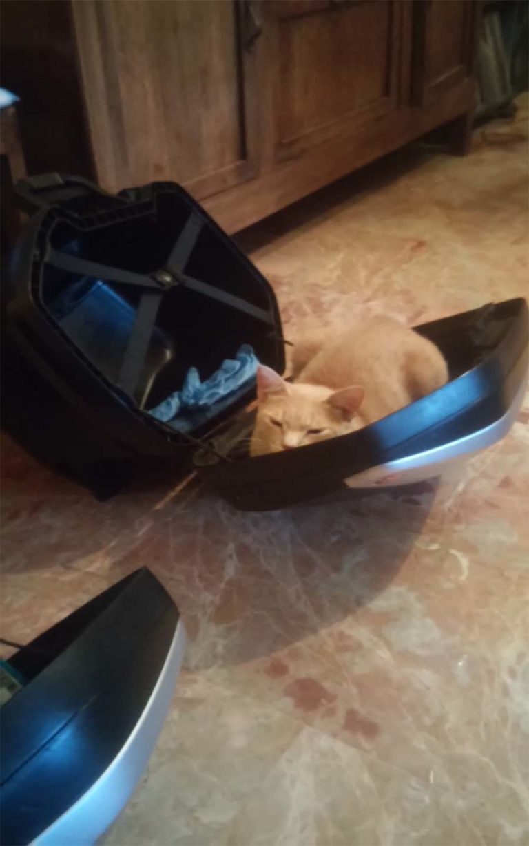 Gatto nel bagaglio