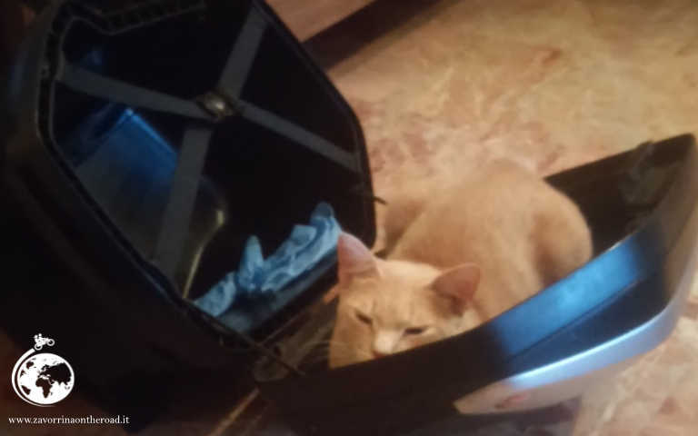 gatto in valigia